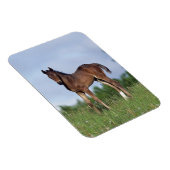 Thoroughbred Foal Standing in the Grass Magneet (Rechterzijde)