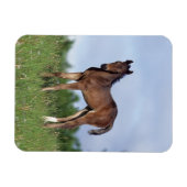 Thoroughbred Foal Standing in the Grass Magneet (Horizontaal)
