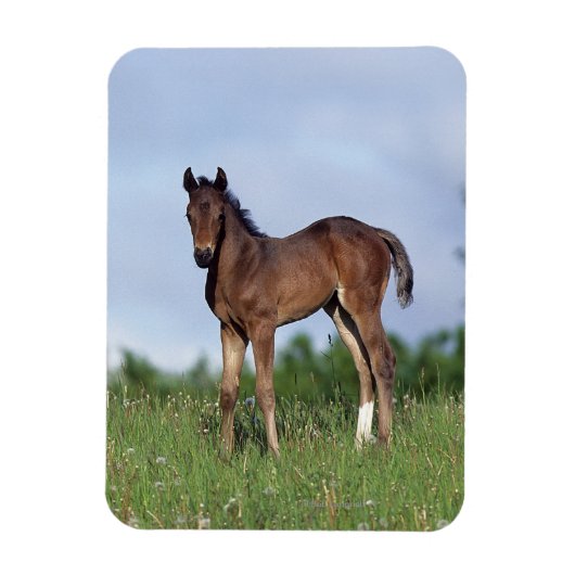 Thoroughbred Foal Standing in the Grass Magneet (Verticaal)
