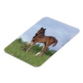 Thoroughbred Foal Standing in the Grass Magneet (Linkerzijde)