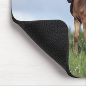 Thoroughbred Foal Standing in the Grass Muismat (Hoek)