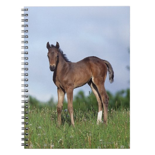 Thoroughbred Foal Standing in the Grass Notitieboek (Voorkant)