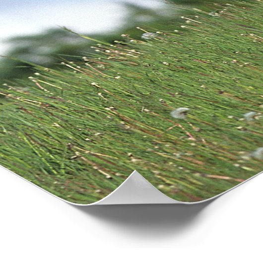 Thoroughbred Foal Standing in the Grass Poster (Hoek)