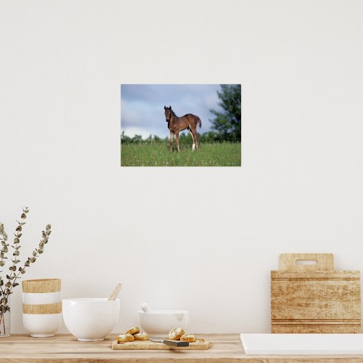 Thoroughbred Foal Standing in the Grass Poster (Keuken)