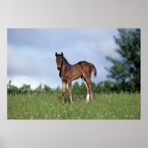 Thoroughbred Foal Standing in the Grass Poster