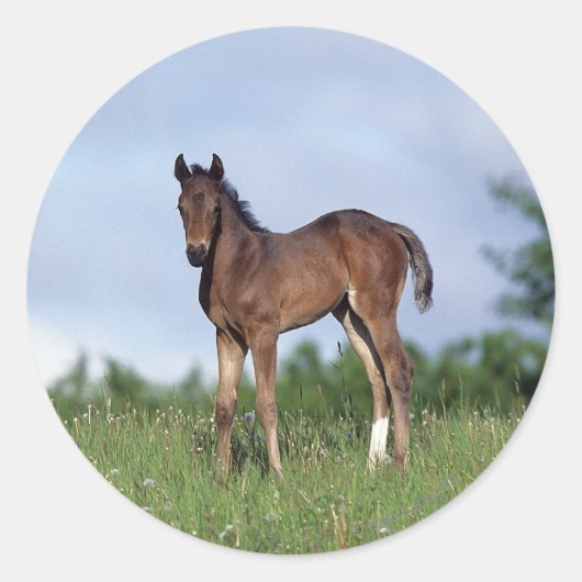 Thoroughbred Foal Standing in the Grass Ronde Sticker (Voorkant)