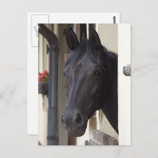 Thoroughbred Friesian Cross Briefkaart (Voorkant / Achterkant)