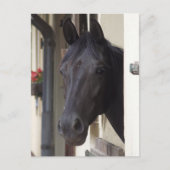 Thoroughbred Friesian Cross Briefkaart (Voorkant)