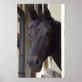 Thoroughbred Friesian Horse Poster (Voorkant)
