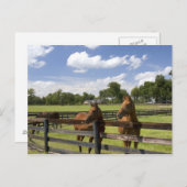 Thoroughbred horse boerderij in Marion County, Briefkaart (Voorkant / Achterkant)