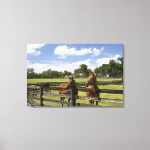Thoroughbred horse boerderij in Marion County, Canvas Afdruk