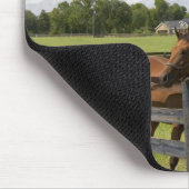 Thoroughbred horse boerderij in Marion County, Muismat (Hoek)