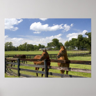 Thoroughbred horse boerderij in Marion County, Poster