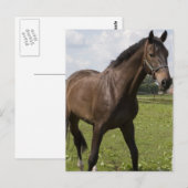 Thoroughbred Horse Briefkaart (Voorkant / Achterkant)