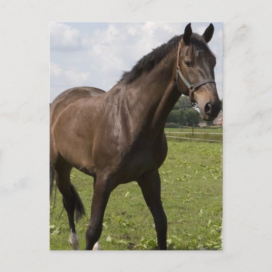 Thoroughbred Horse Briefkaart (Voorkant)
