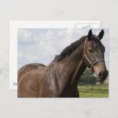 Thoroughbred Horse Briefkaart (Voorkant / Achterkant)