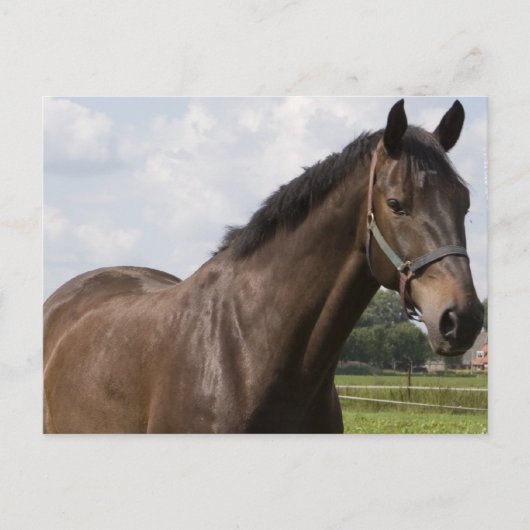 Thoroughbred Horse Briefkaart (Voorkant)
