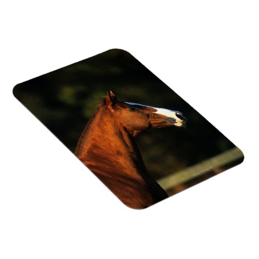Thoroughbred Horse Headshot Magneet (Rechterzijde)