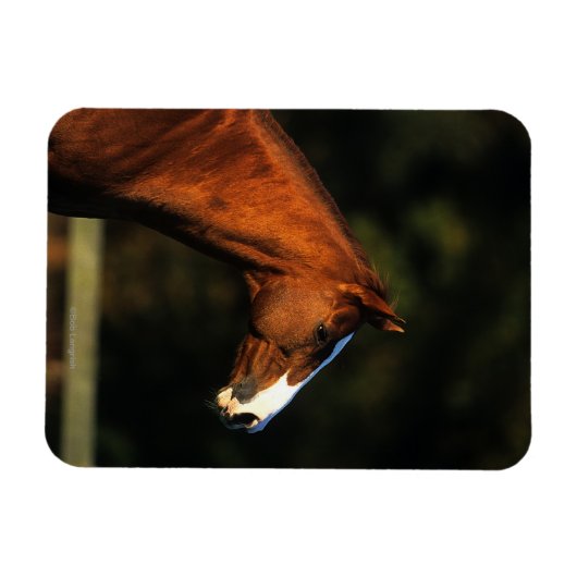 Thoroughbred Horse Headshot Magneet (Horizontaal)