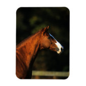 Thoroughbred Horse Headshot Magneet (Verticaal)