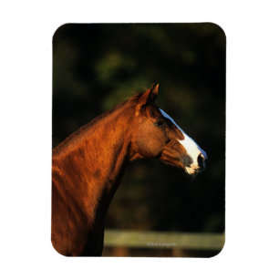 Thoroughbred Horse Headshot Magneet