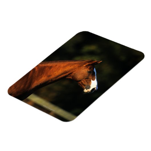 Thoroughbred Horse Headshot Magneet (Linkerzijde)
