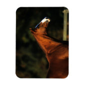 Thoroughbred Horse Headshot Magneet (Verticaal)