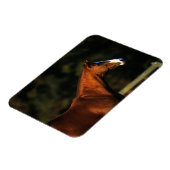 Thoroughbred Horse Headshot Magneet (Linkerzijde)