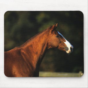 Thoroughbred Horse Headshot Muismat