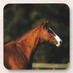 Thoroughbred Horse Headshot Onderzetter