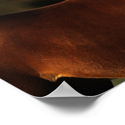 Thoroughbred Horse Headshot Poster (Hoek)