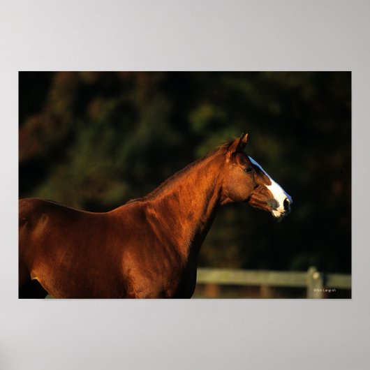 Thoroughbred Horse Headshot Poster (Voorkant)