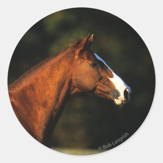 Thoroughbred Horse Headshot Ronde Sticker (Voorkant)