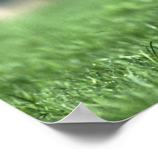 Thoroughbred Horse, Ierland Poster (Hoek)