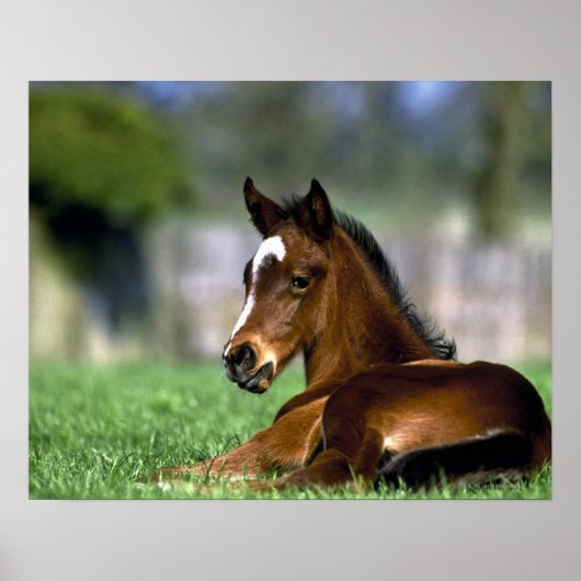 Thoroughbred Horse, Ierland Poster (Voorkant)