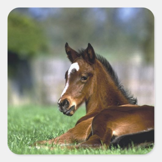 Thoroughbred Horse, Ierland Vierkante Sticker (Voorkant)