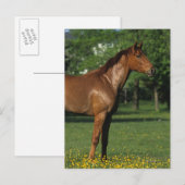 Thoroughbred Horse in Flowers Briefkaart (Voorkant / Achterkant)