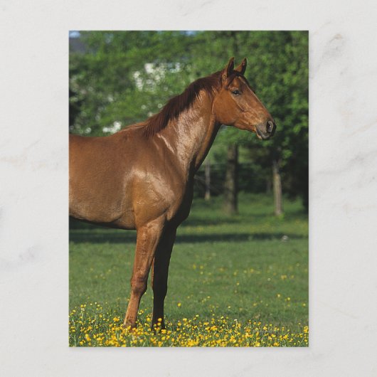 Thoroughbred Horse in Flowers Briefkaart (Voorkant)