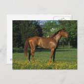 Thoroughbred Horse in Flowers Briefkaart (Voorkant / Achterkant)