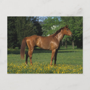Thoroughbred Horse in Flowers Briefkaart
