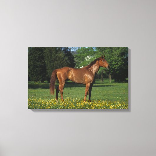 Thoroughbred Horse in Flowers Canvas Afdruk (Voorkant)