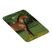 Thoroughbred Horse in Flowers Magneet (Rechterzijde)
