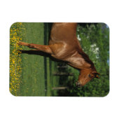 Thoroughbred Horse in Flowers Magneet (Horizontaal)