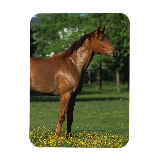 Thoroughbred Horse in Flowers Magneet (Verticaal)