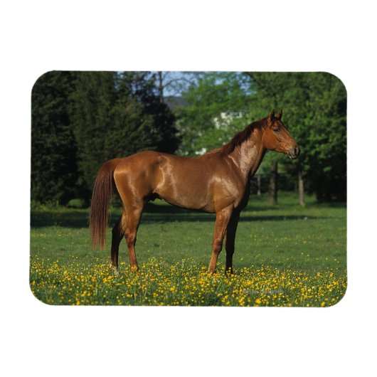 Thoroughbred Horse in Flowers Magneet (Horizontaal)