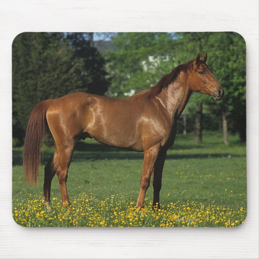 Thoroughbred Horse in Flowers Muismat (Voorkant)