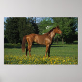 Thoroughbred Horse in Flowers Poster (Voorkant)