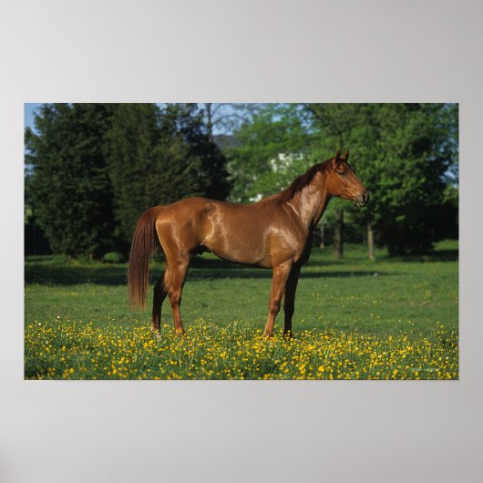 Thoroughbred Horse in Flowers Poster (Voorkant)
