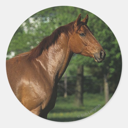 Thoroughbred Horse in Flowers Ronde Sticker (Voorkant)