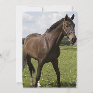 Thoroughbred Horse Invitation Kaart